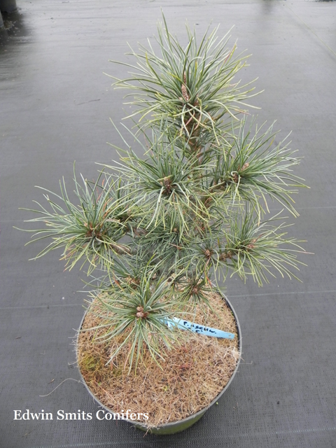 Pinus schwerinii (x) 'Filips Mini Magic' (# 5)